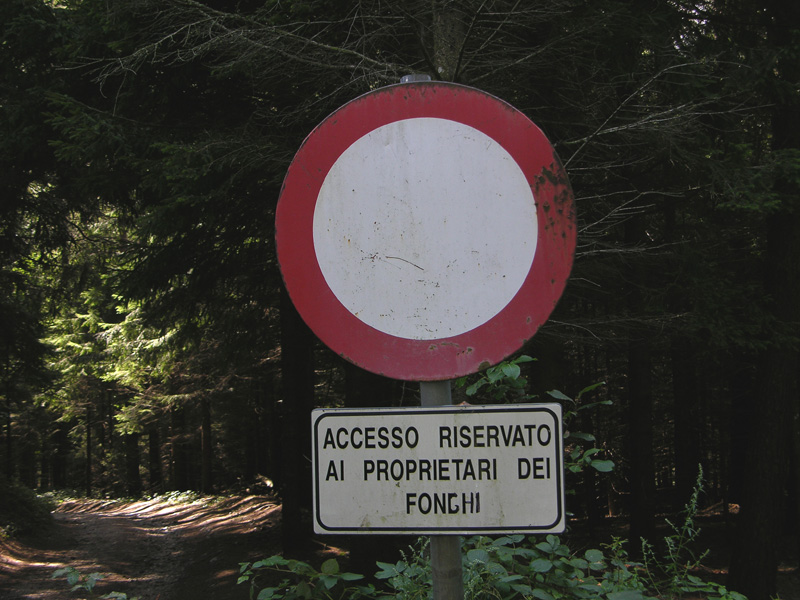 Per funghi con alberto.